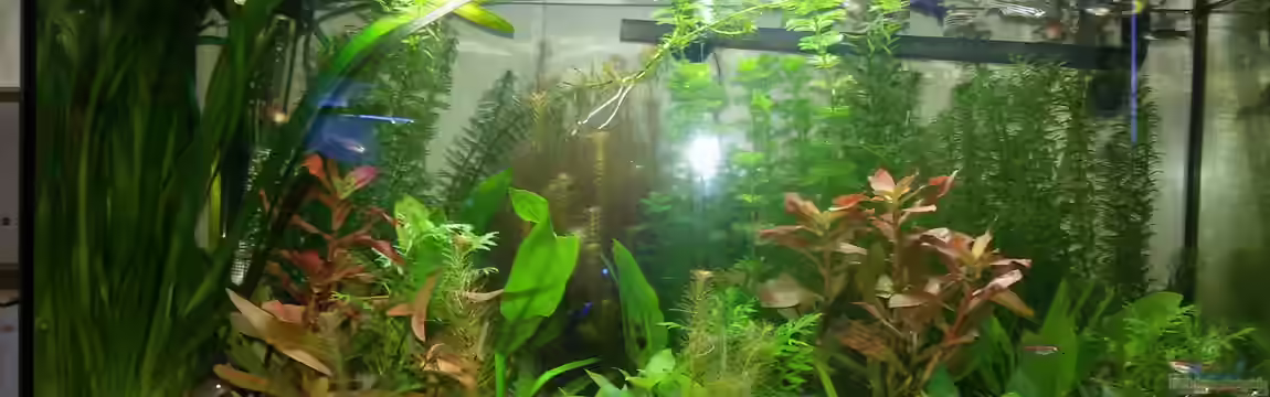 Becken 32395 von Black Dog