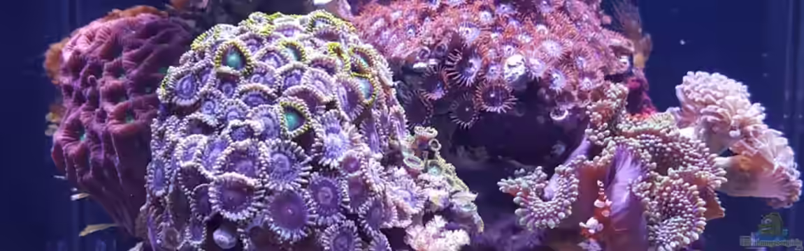 Becken 32407 von Claus Kupferschmidt