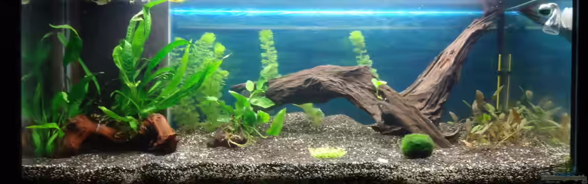 Becken 32411 von DBS