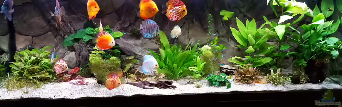 Becken 32431 von Günter+Karin