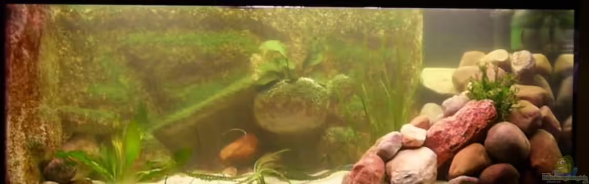 Becken 3269 von Rene Kandler