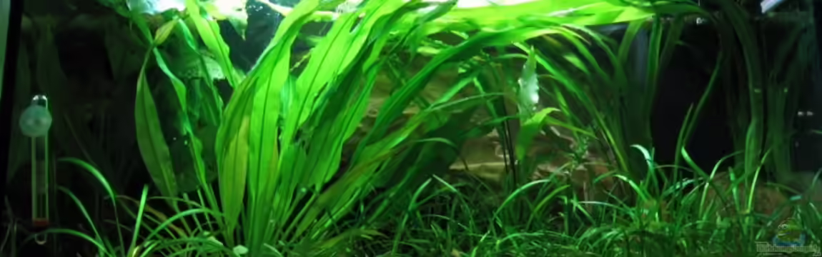 Becken 3278 von René Geisler