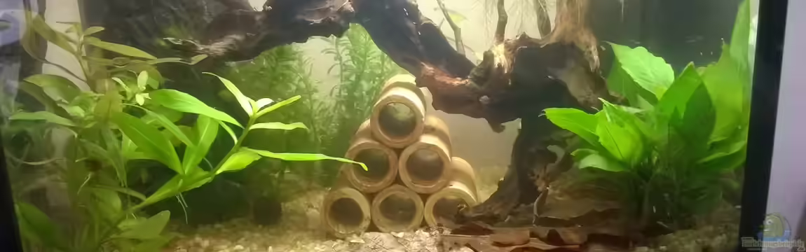 Becken 32880 von garnelchen