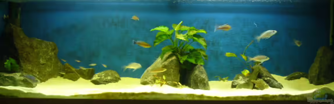 Becken 3291 von Lehmann Sven