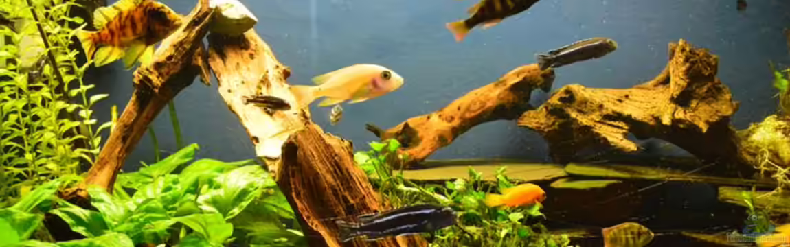 Becken 32945 von Ulf Penderock