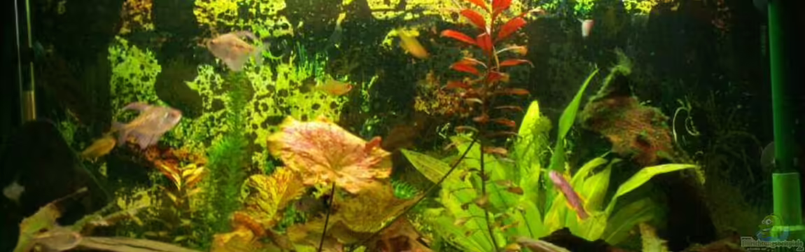 Becken 3297 von Thomas Kluge