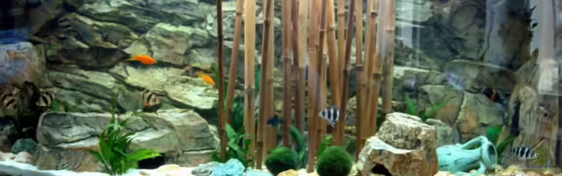 Becken 3298 von Rene Wiedemann