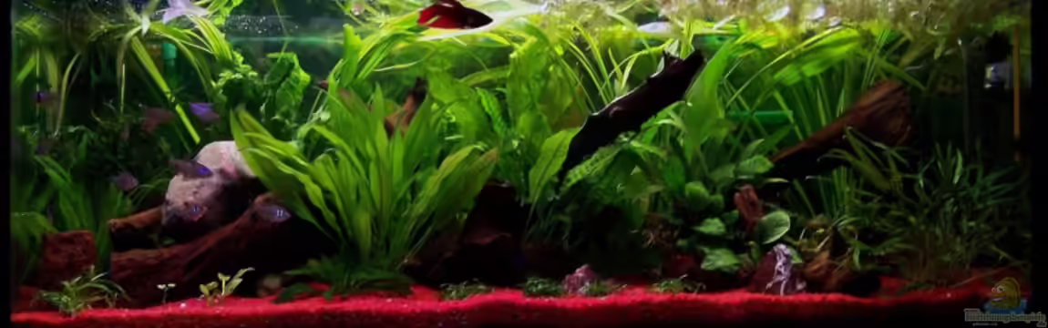 Becken 3305 von Daniel Bröker