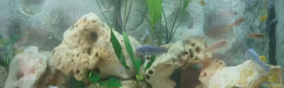 Becken 332 von Frank Schmitt