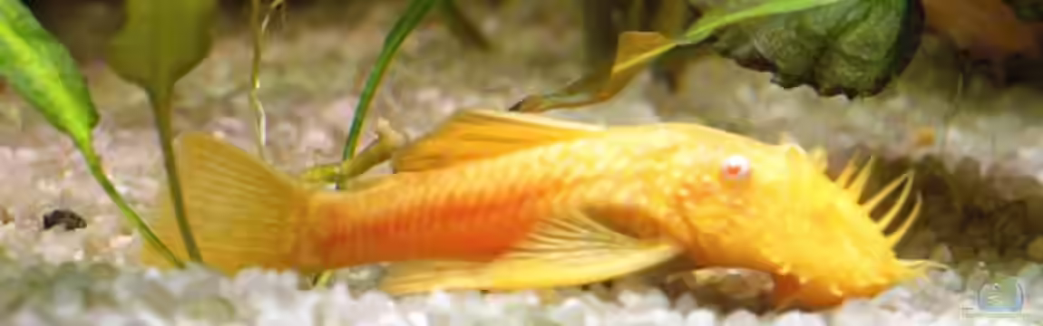 Becken 33256 von Josef Becker