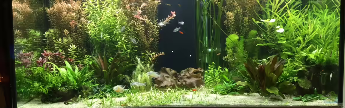 Becken 33318 von Sascha H.