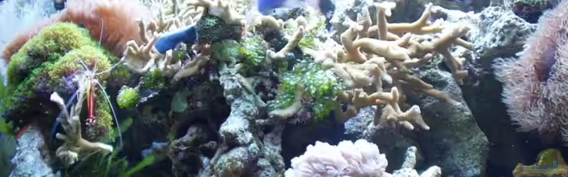 Becken 3332 von Müller Jörg