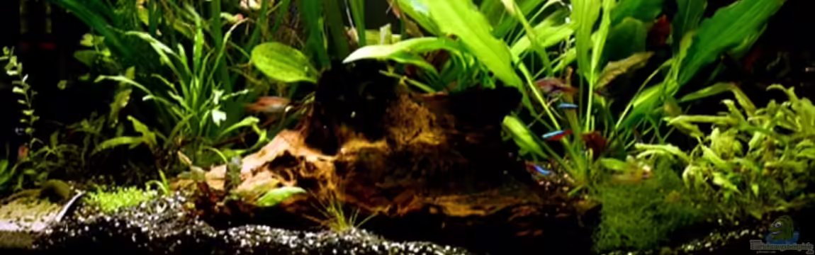 Becken 3338 von Adrian Dürst