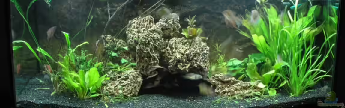 Becken 3340 von Daniel Schaefer