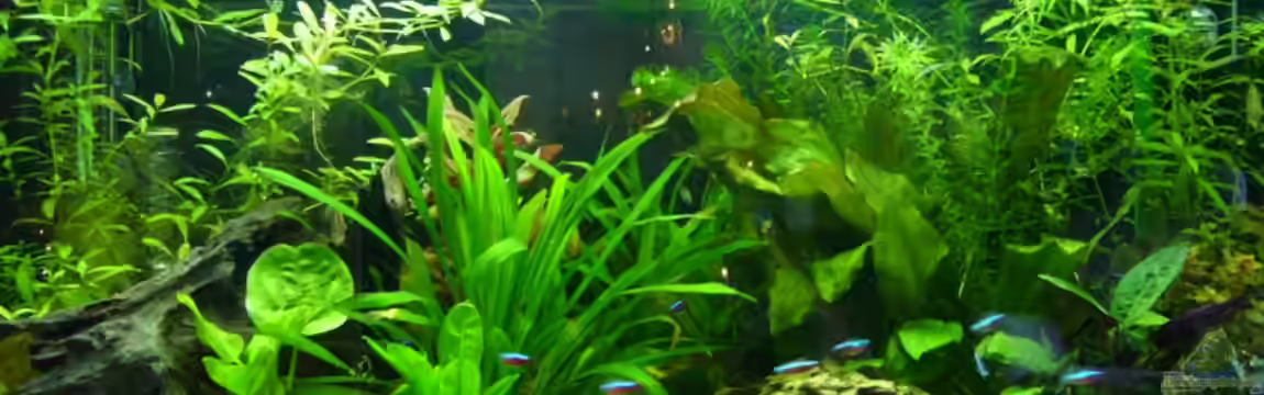 Becken 3345 von Micha WB