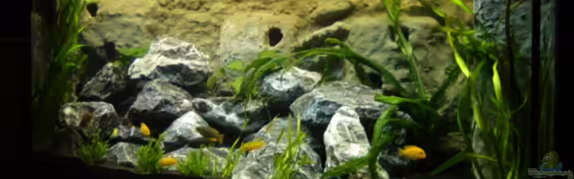 Becken 3353 von Jörn Thiedemann