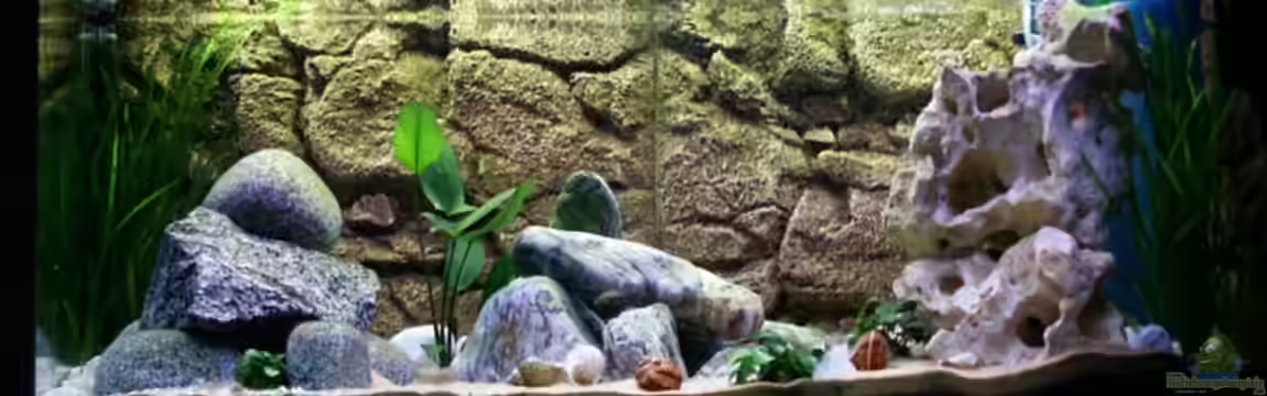 Becken 3354 von Paul Hoffmann