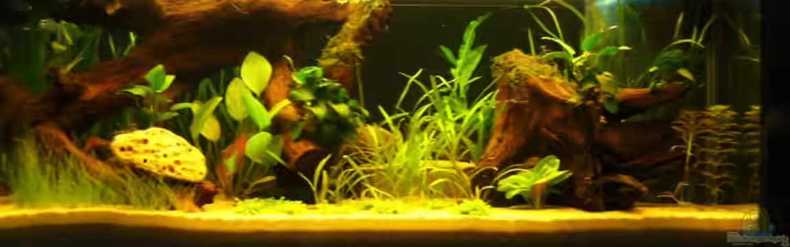 Becken 3359 von Johannes Hemmer