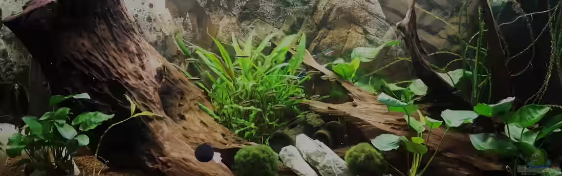 Becken 33830 von Tina50