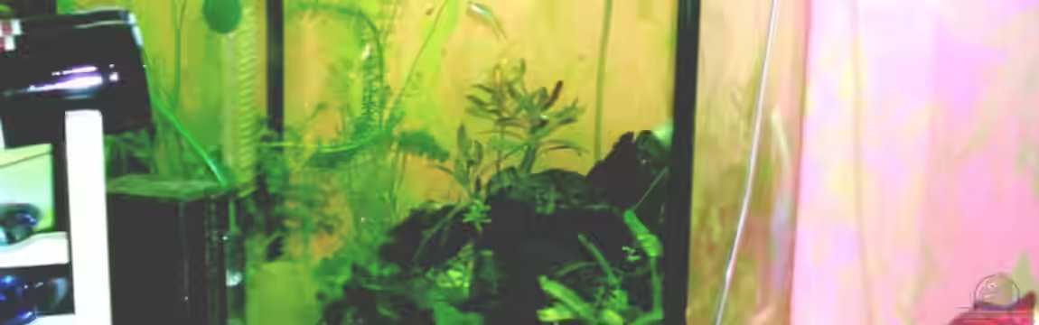 Becken 3421 von Kai Dinkel