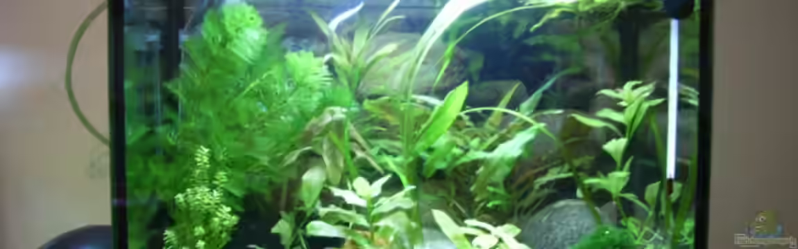 Becken 3425 von Carsten Meyborg