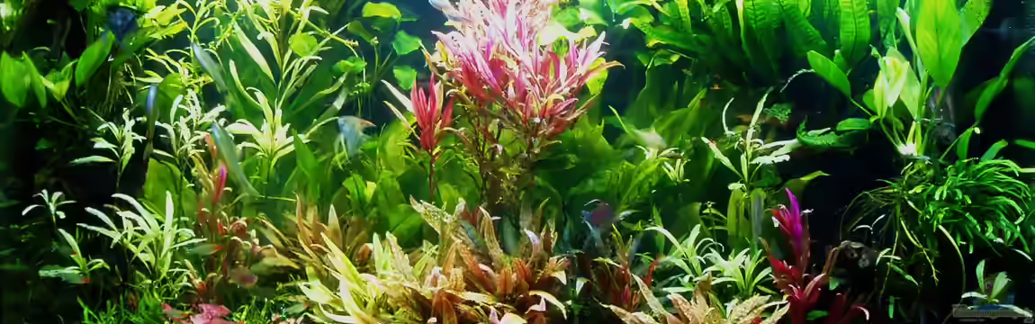 Becken 34265 von Reiner Dr. Med. Jesse