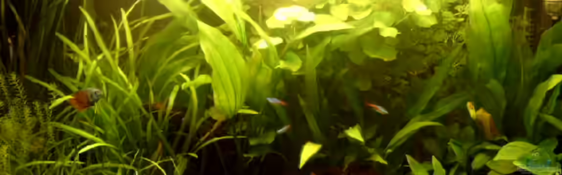 Becken 3445 von Thomas Kurth