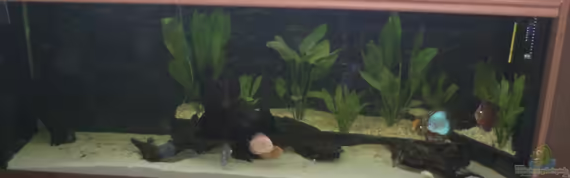 Becken 3460 von Michael Müller