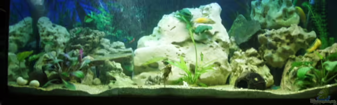 Becken 3464 von Michael Messenlehner