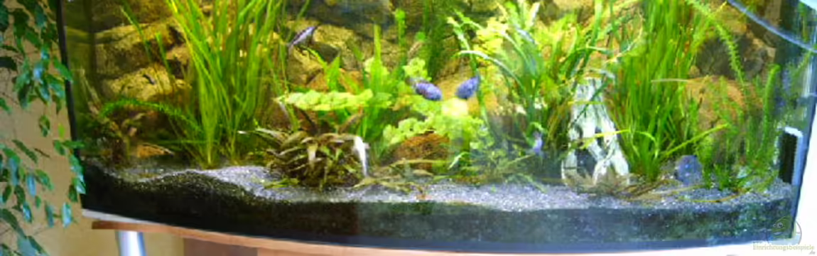 Becken 3477 von Guido Lauck