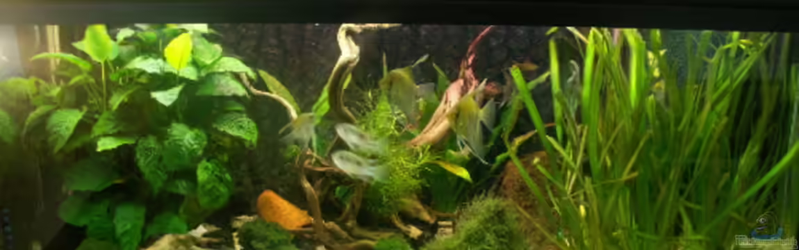 Becken 3492 von Monika Riedel