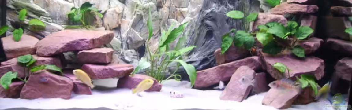 Becken 3493 von Klaus Simon