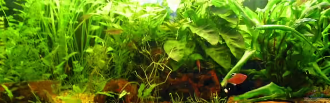 Becken 3502 von Christian Lange