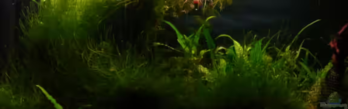 Becken 3506 von Simone Baumeister