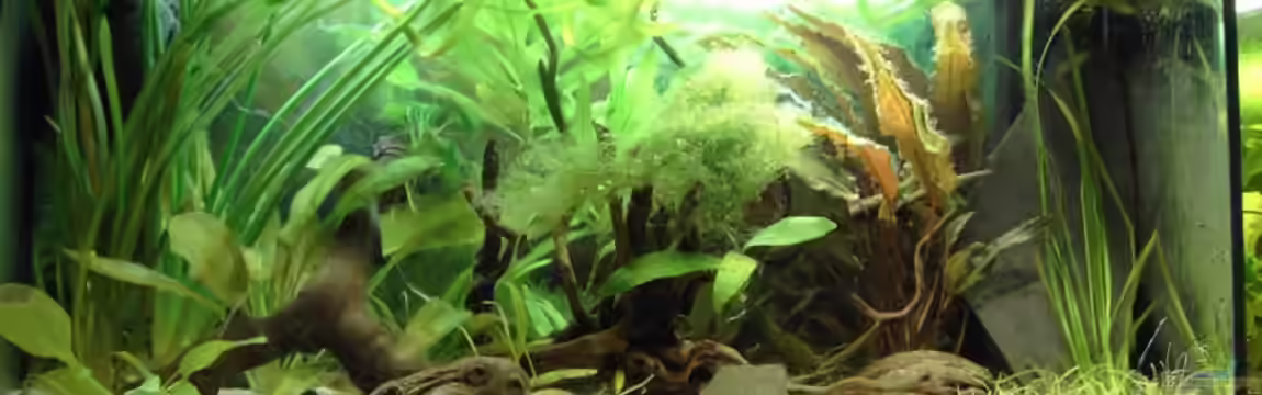 Becken 3522 von -=Diskus-Fan=-