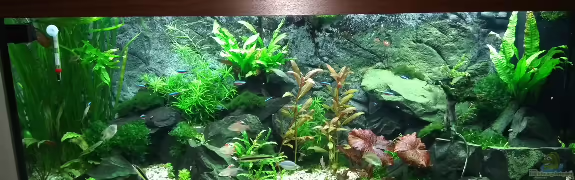 Becken 35375 von Hagen Stackmann