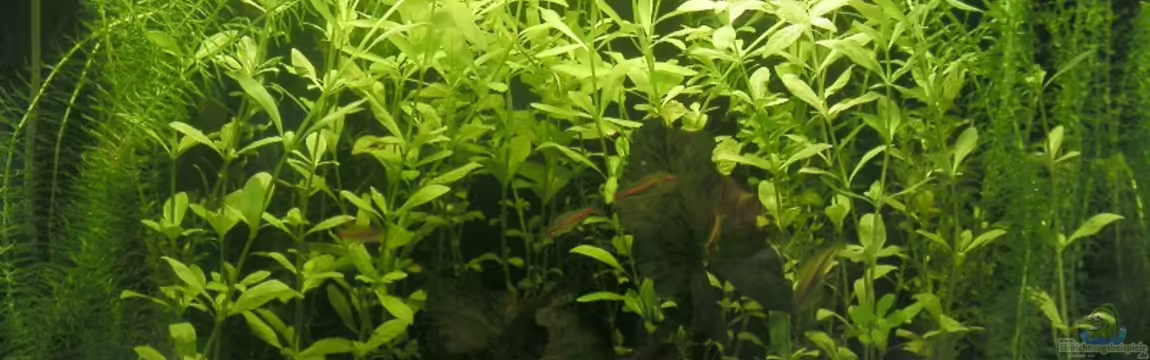 Becken 3553 von Sebastian Zunhammer