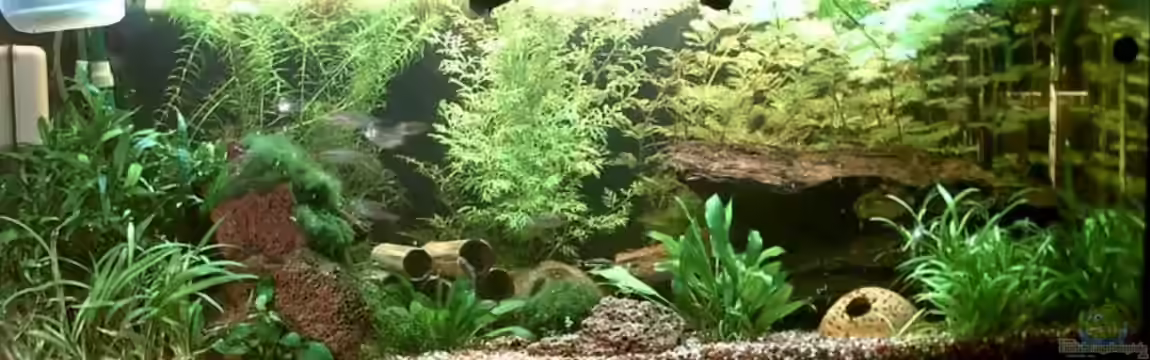 Becken 3554 von Jana Gelfort