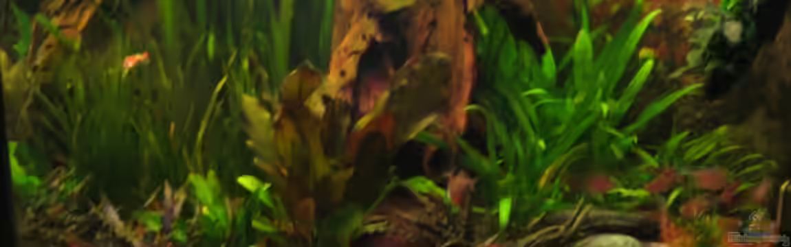 Becken 3560 von David Deutschmann