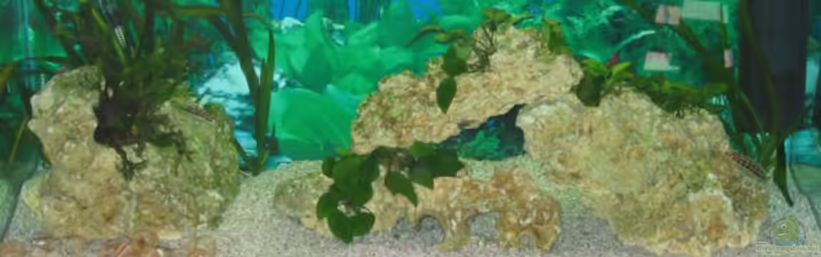 Becken 3567 von Anja Hermes