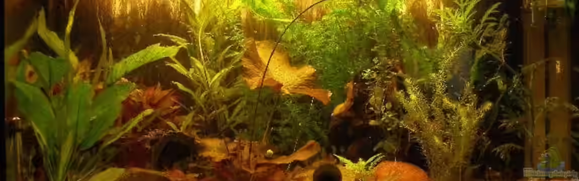 Becken 3582 von Maja Knodel