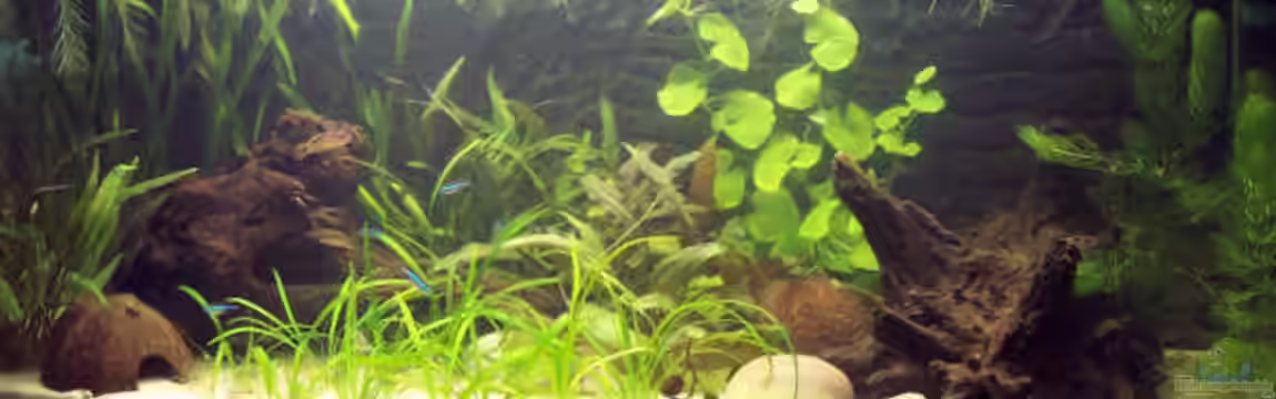 Becken 3599 von Kirsten Bishay