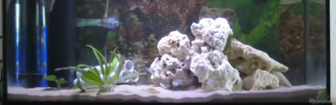 Becken 3608 von am1482