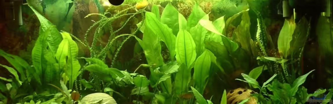 Becken 3615 von Marco Schumacher