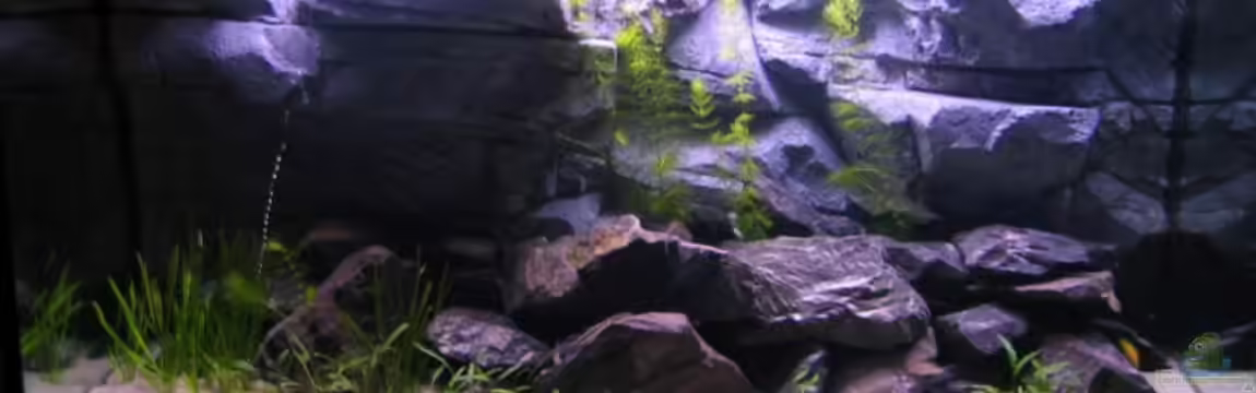 Becken 3627 von Artur Schumacher