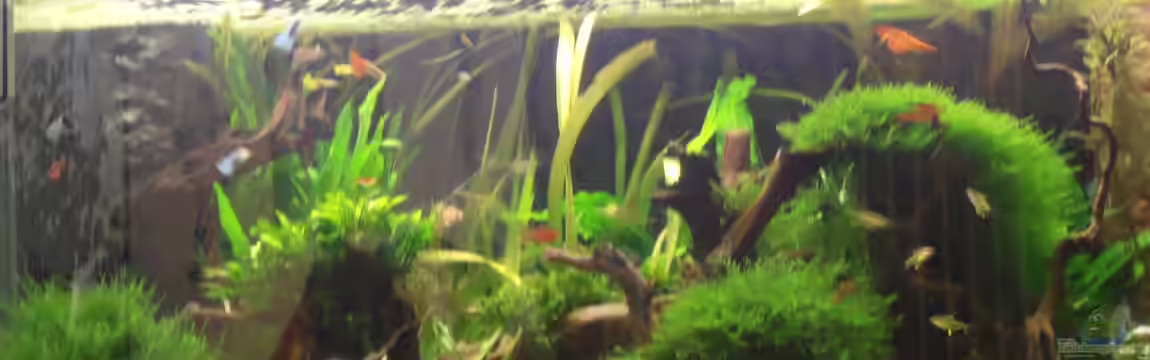 Becken 3629 von Thomas Walla