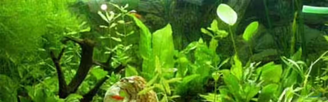 Becken 3636 von Joana Black