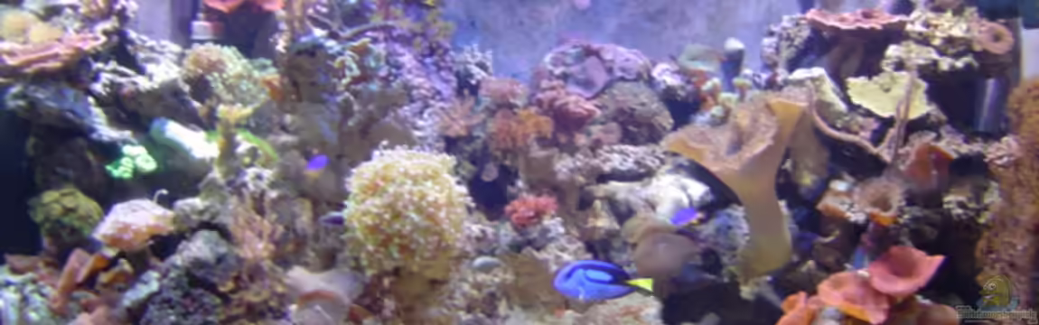 Becken 3655 von Joachim Gasser