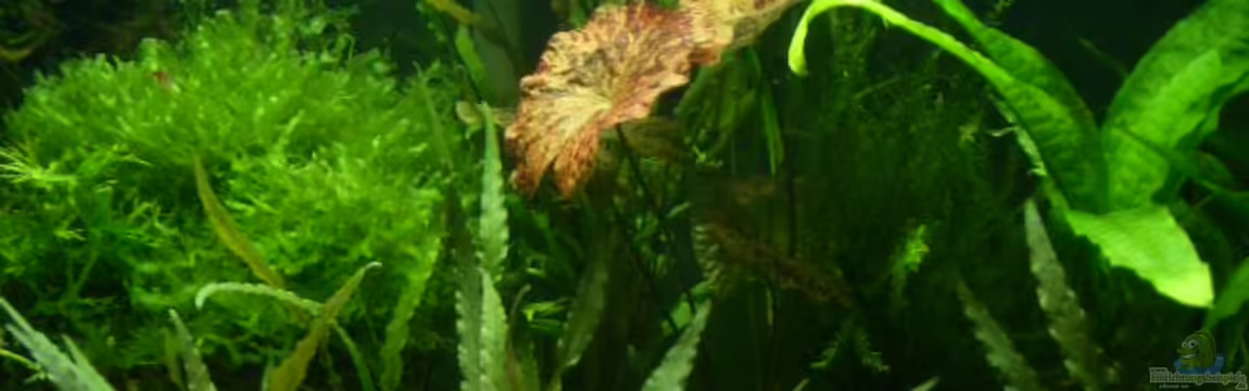 Becken 3673 von Lewino