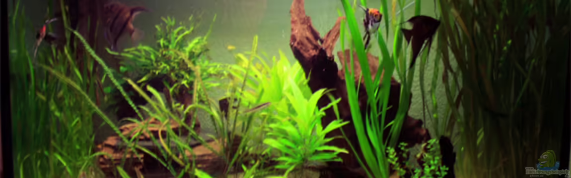 Becken 3685 von Pascal Schneider